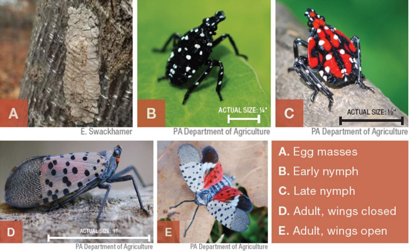 Spotted Lanternfly Life Stages.JPG